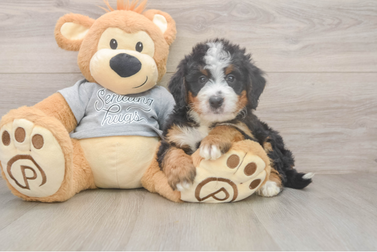 Mini Bernedoodle Puppy for Adoption