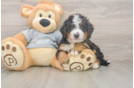 Mini Bernedoodle Puppy for Adoption