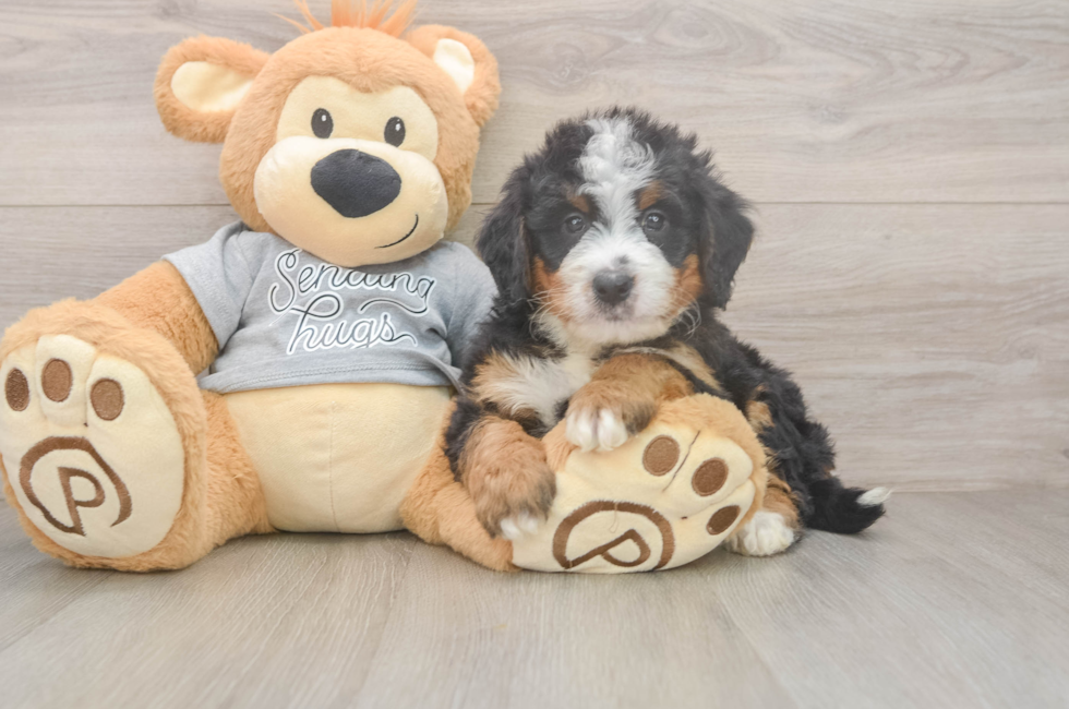 5 week old Mini Bernedoodle Puppy For Sale - Premier Pups