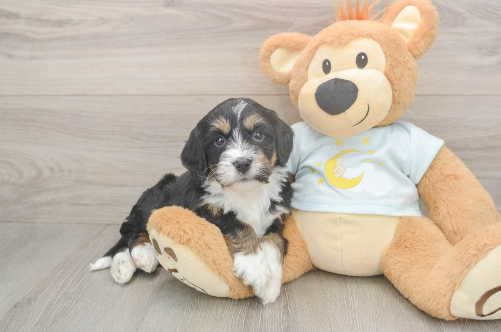 5 week old Mini Bernedoodle Puppy For Sale - Premier Pups