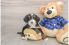 Adorable Mini Bernese Poodle Poodle Mix Puppy