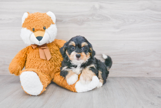 Best Mini Bernedoodle Baby