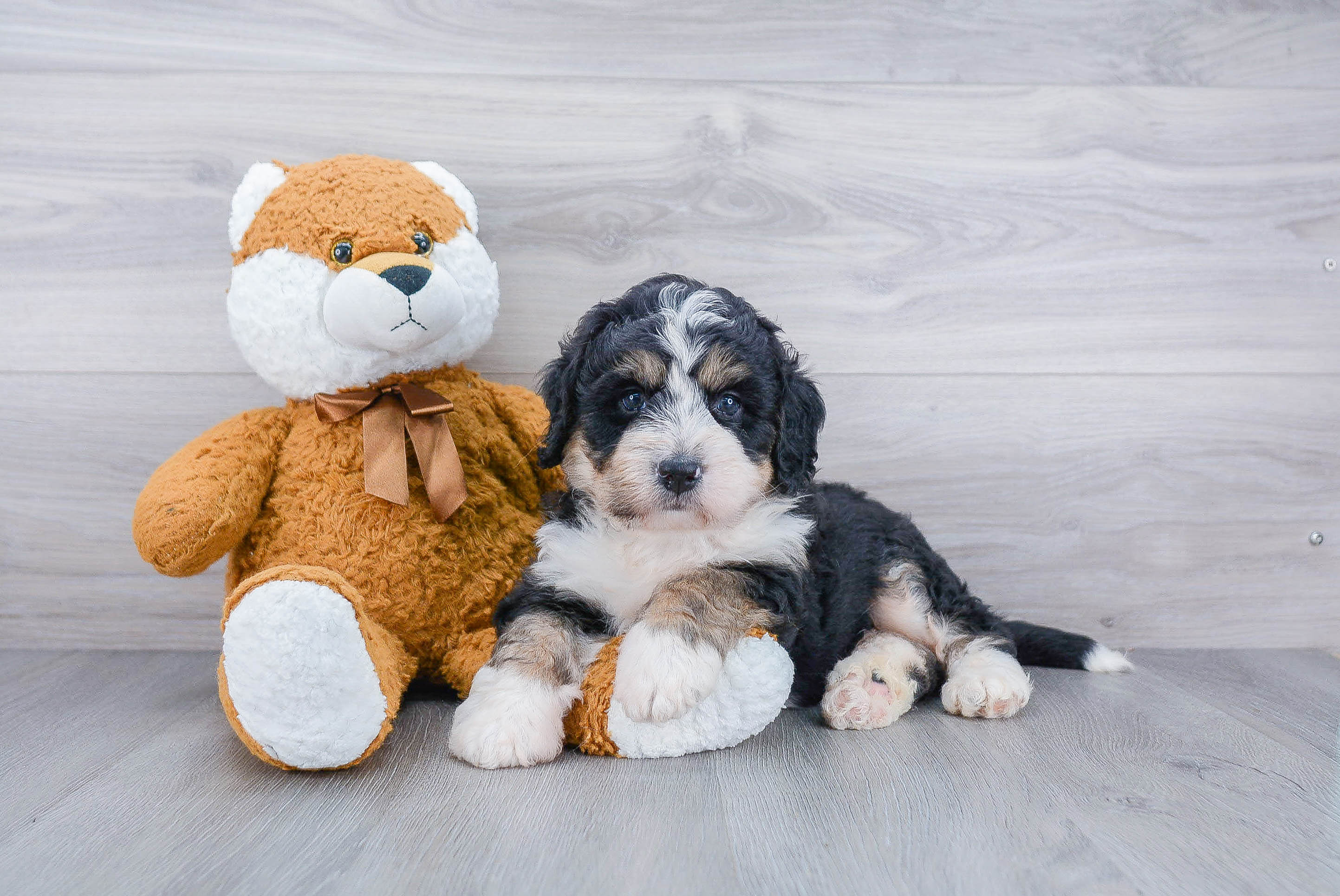 Mini Bernedoodle Puppy for Adoption