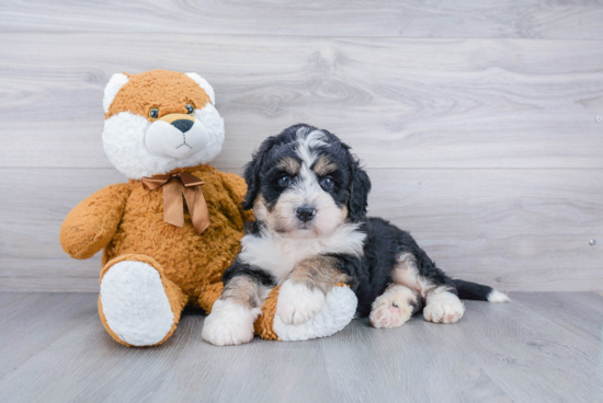 Mini Bernedoodle Puppy for Adoption