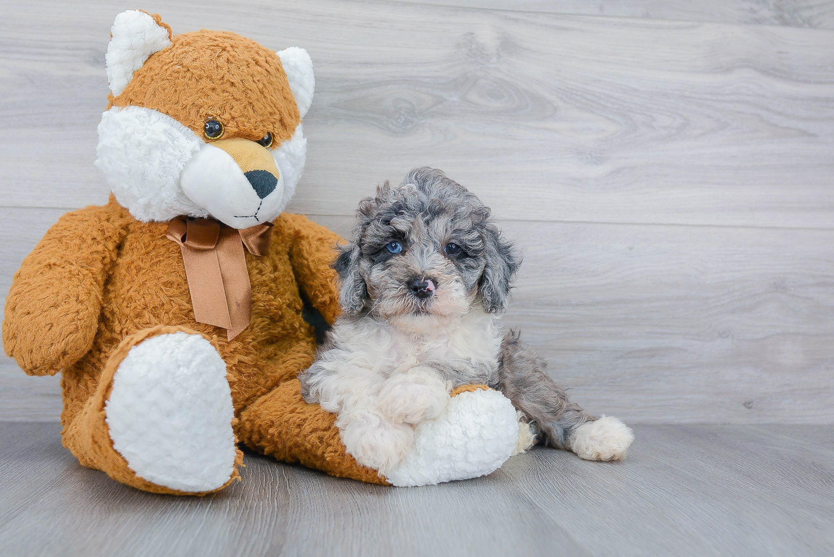 Fluffy Mini Bernedoodle Poodle Mix Pup