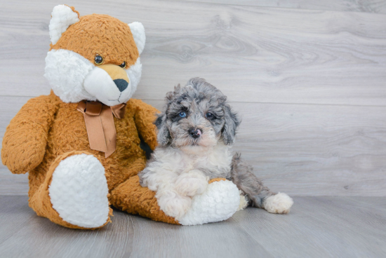 Fluffy Mini Bernedoodle Poodle Mix Pup