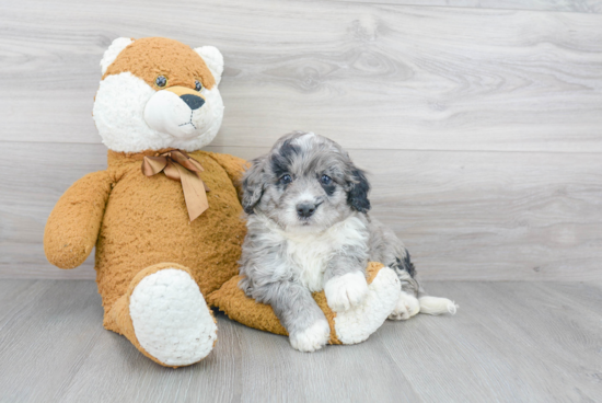 Mini Bernedoodle Pup Being Cute