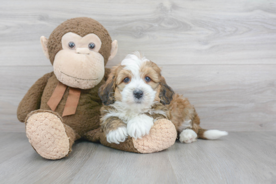 Happy Mini Bernedoodle Baby