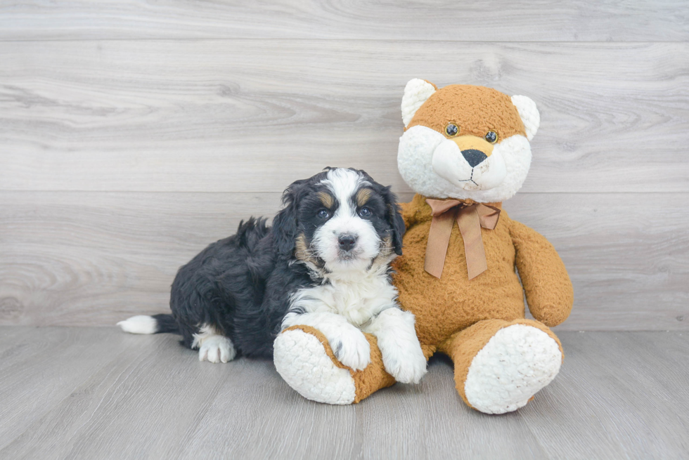 Mini Bernedoodle Puppy for Adoption