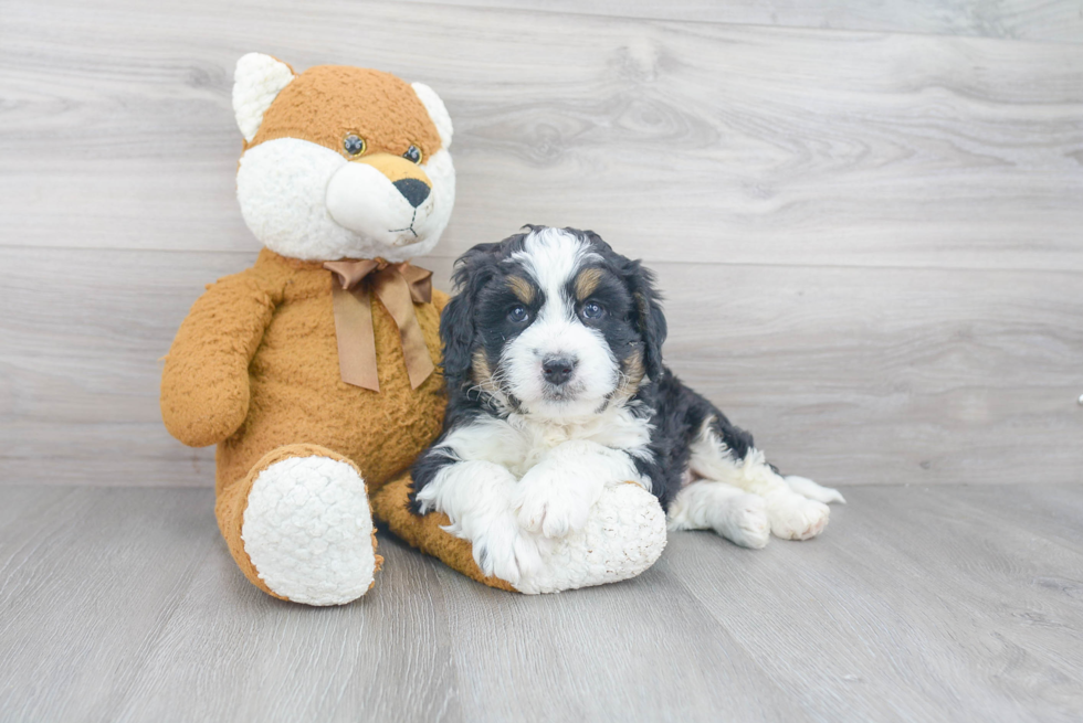 Best Mini Bernedoodle Baby