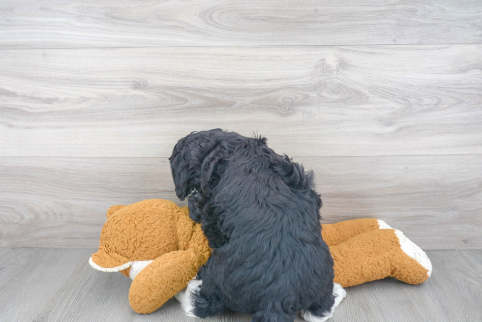 Energetic Mini Berniedoodle Poodle Mix Puppy