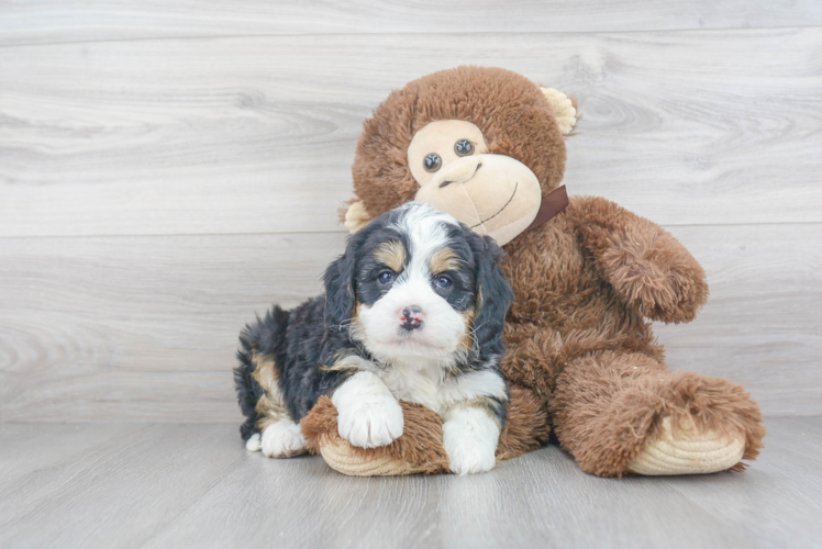 Petite Mini Bernedoodle Poodle Mix Pup