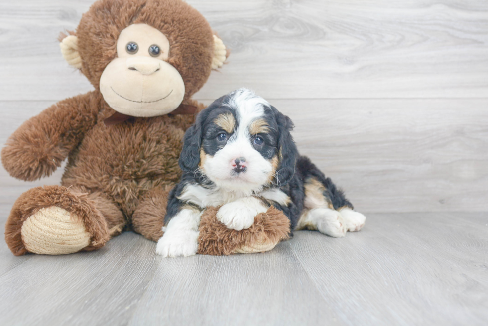 Playful Bernadoodle Poodle Mix Puppy