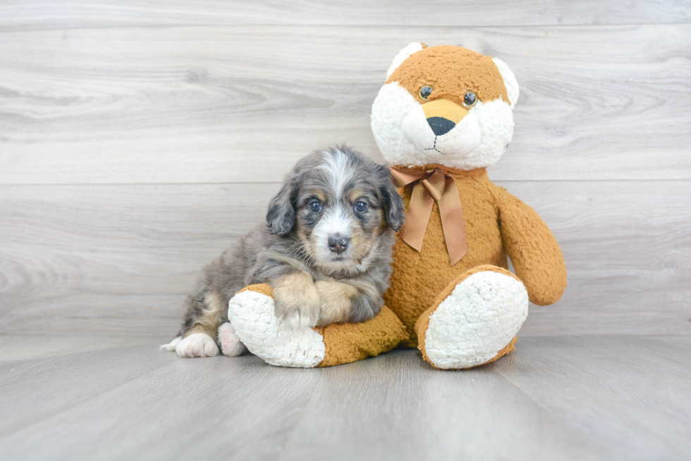 Playful Mini Berniedoodle Poodle Mix Puppy