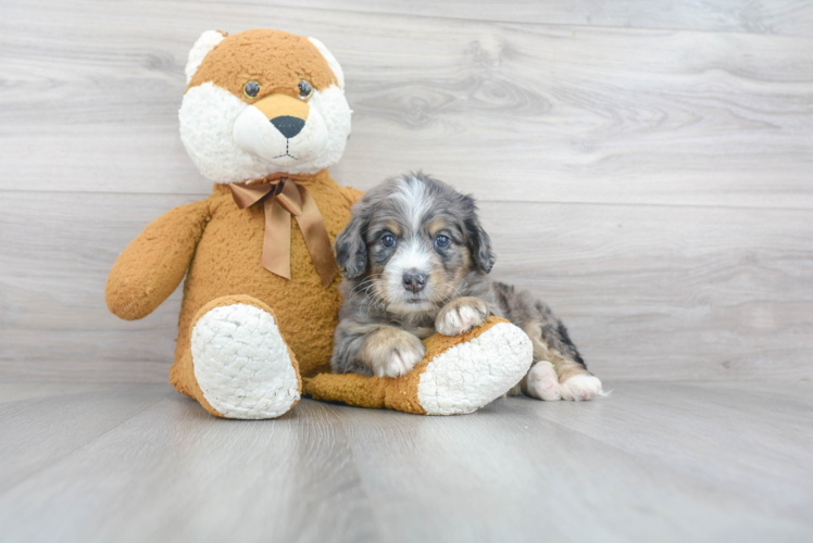 Energetic Mini Berniedoodle Poodle Mix Puppy