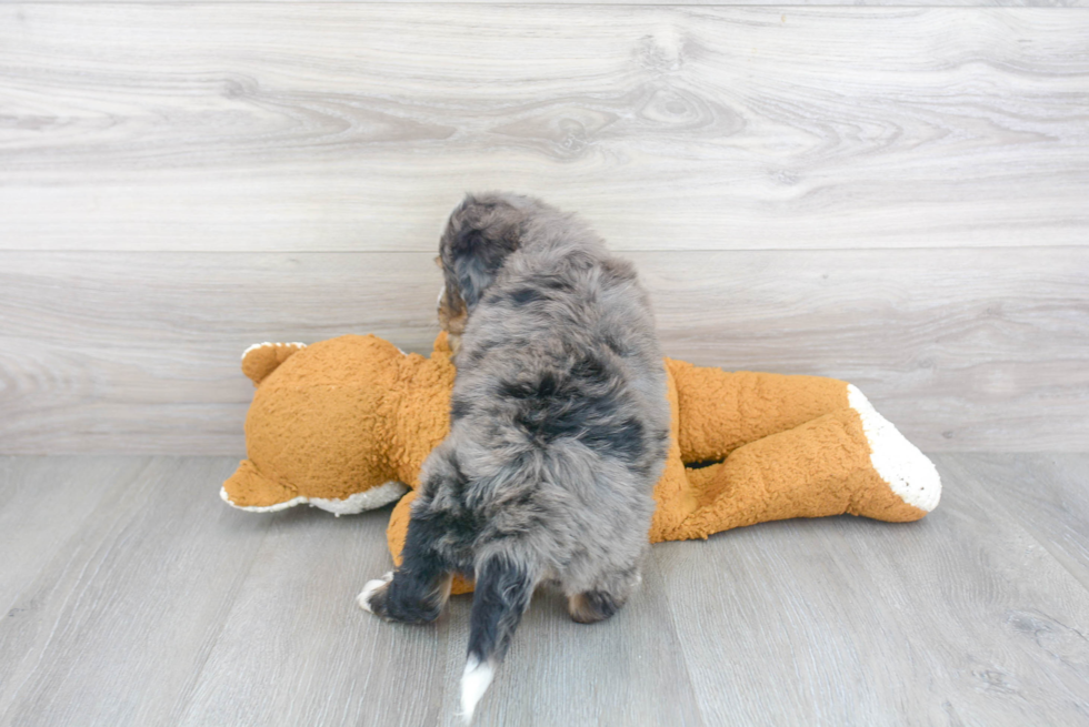 Best Mini Bernedoodle Baby