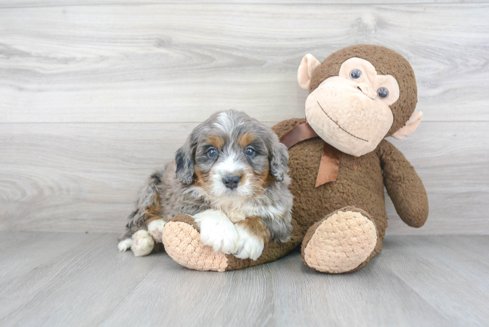 Mini Bernedoodle Pup Being Cute