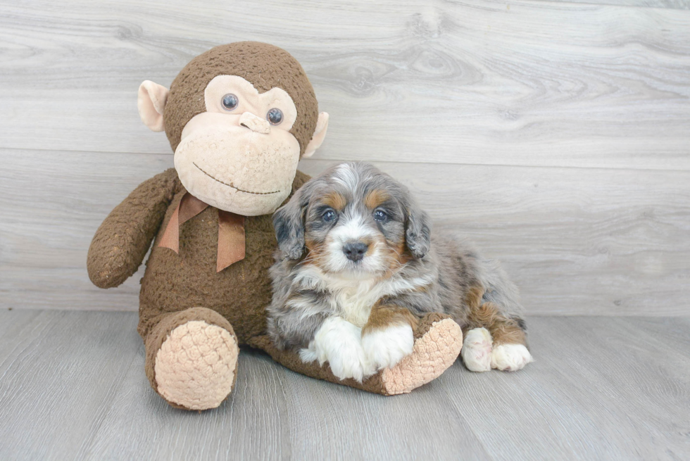 Popular Mini Bernedoodle Poodle Mix Pup