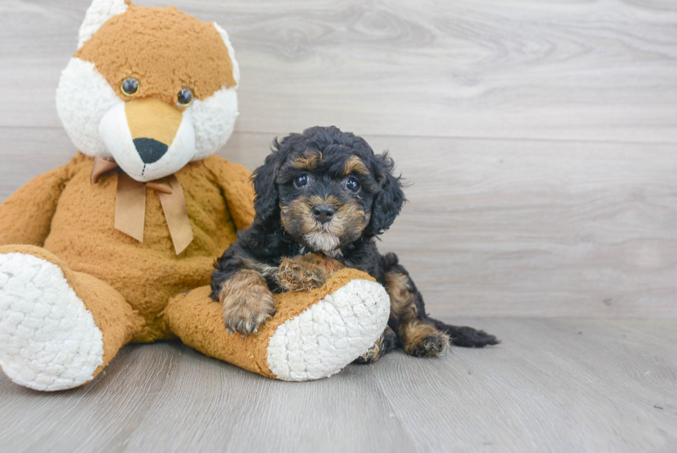 Mini Bernedoodle Pup Being Cute