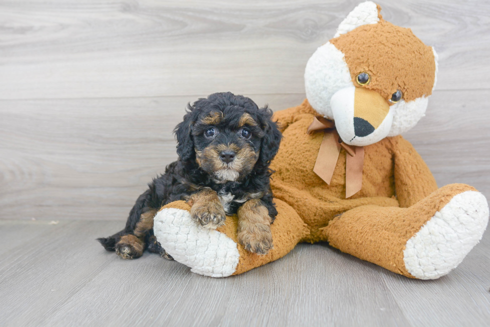 Best Mini Bernedoodle Baby