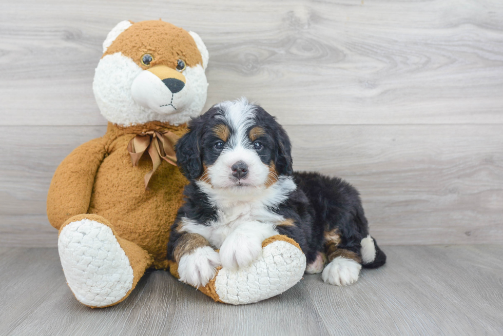 Best Mini Bernedoodle Baby