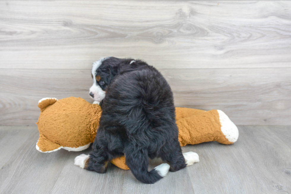 Happy Mini Bernedoodle Baby