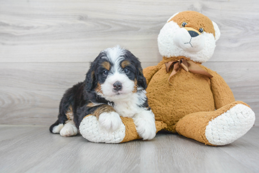 Best Mini Bernedoodle Baby