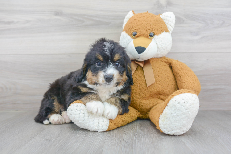 Mini Bernedoodle Puppy for Adoption