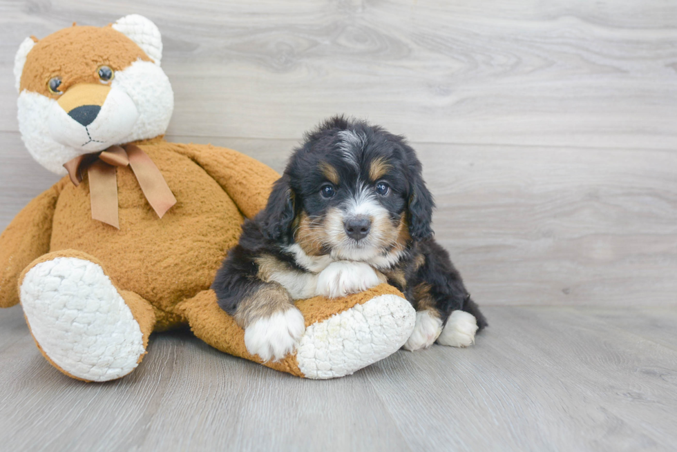 Cute Mini Bernedoodle Baby