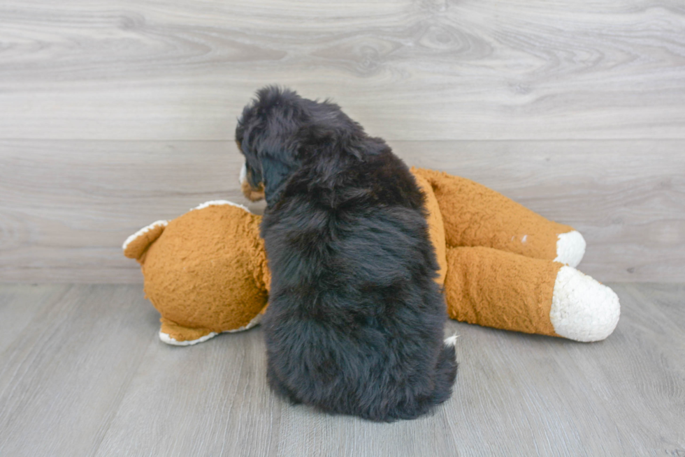 Cute Mini Bernedoodle Baby