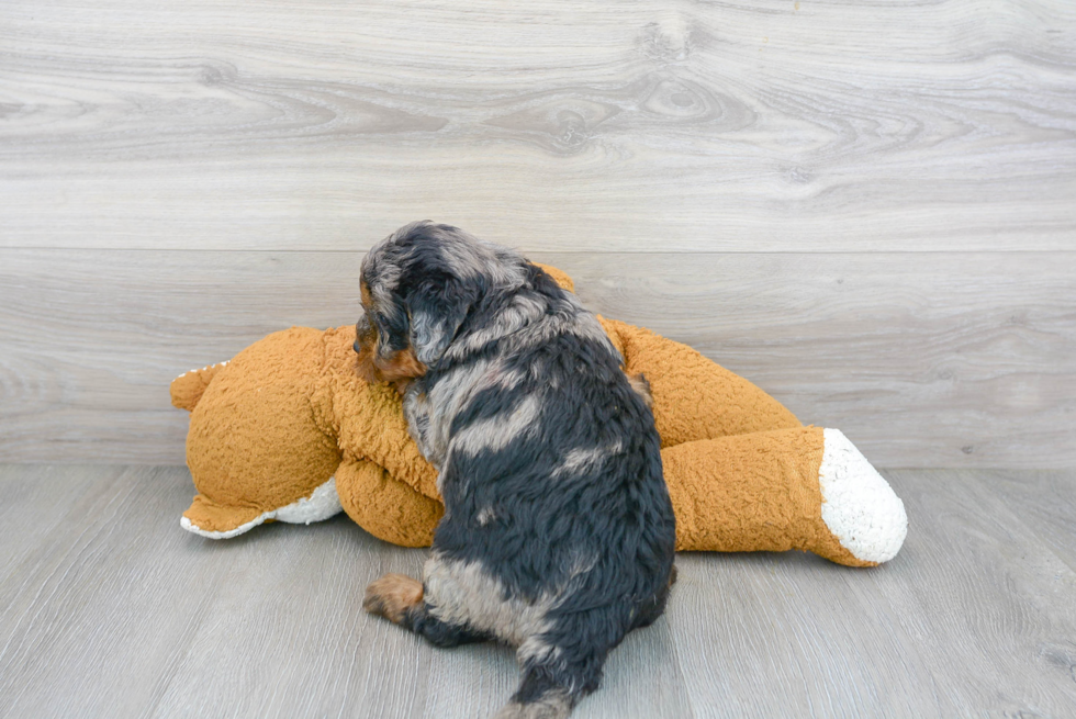 Sweet Mini Bernedoodle Baby