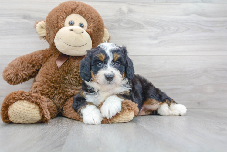 Mini Bernedoodle Puppy for Adoption