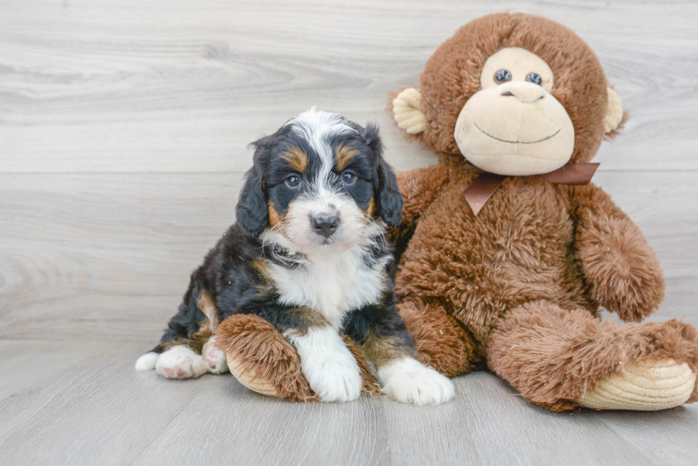 Best Mini Bernedoodle Baby