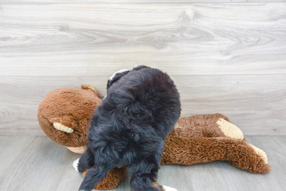 Mini Bernedoodle Pup Being Cute