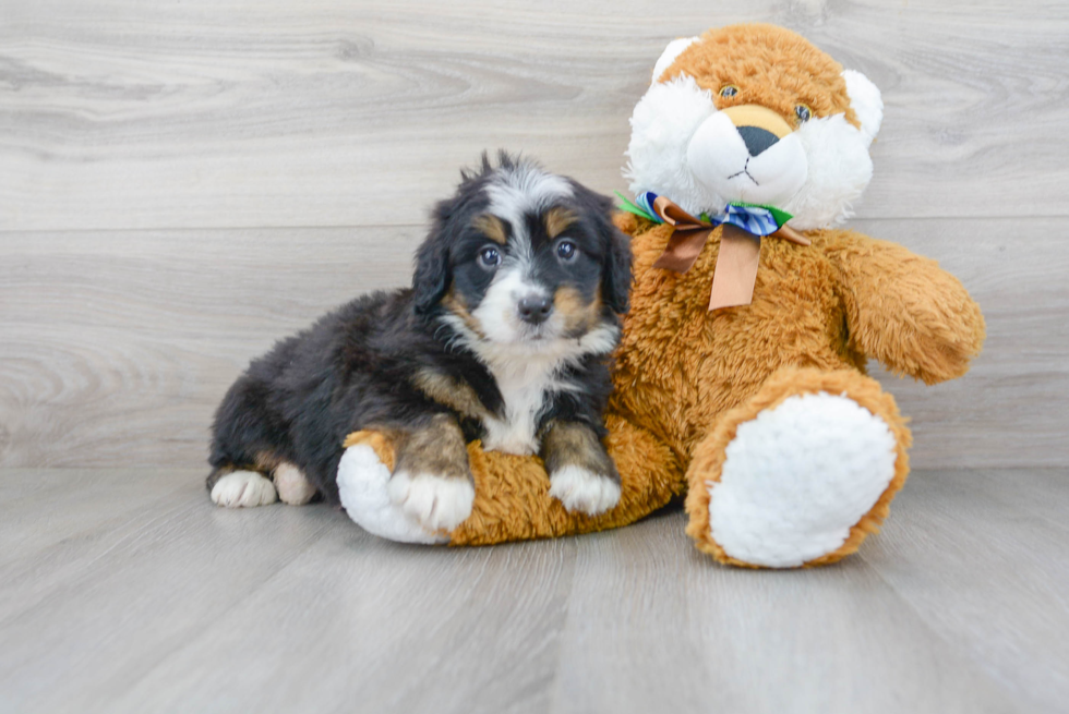 Best Mini Bernedoodle Baby