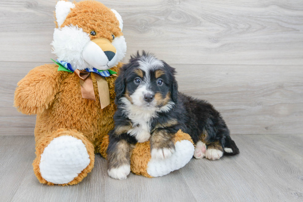 Best Mini Bernedoodle Baby