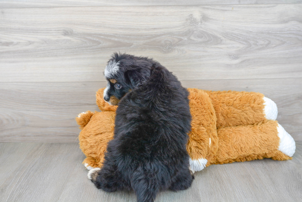 Mini Bernedoodle Pup Being Cute