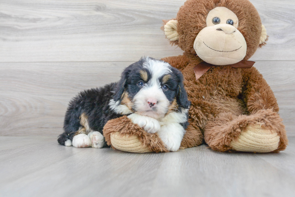 Cute Mini Bernedoodle Poodle Mix Pup