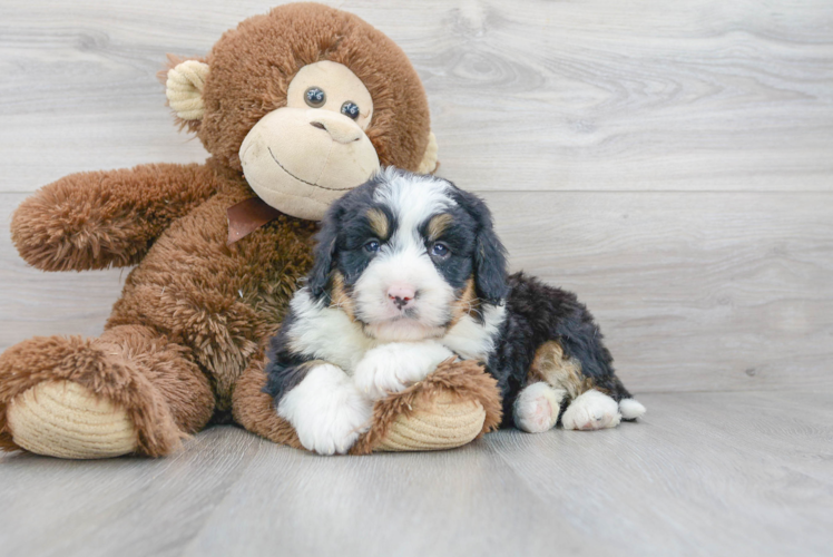 Mini Bernedoodle Puppy for Adoption