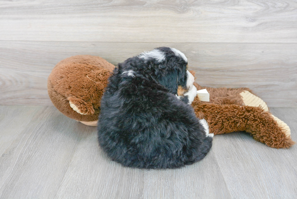 Cute Mini Bernedoodle Poodle Mix Pup