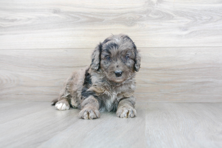 Friendly Mini Bernedoodle Baby