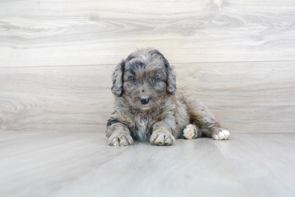 Best Mini Bernedoodle Baby