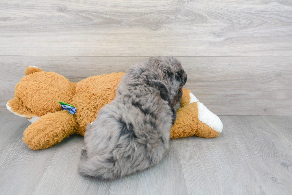 Friendly Mini Bernedoodle Baby