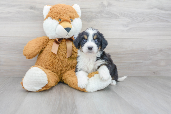 Friendly Mini Bernedoodle Baby