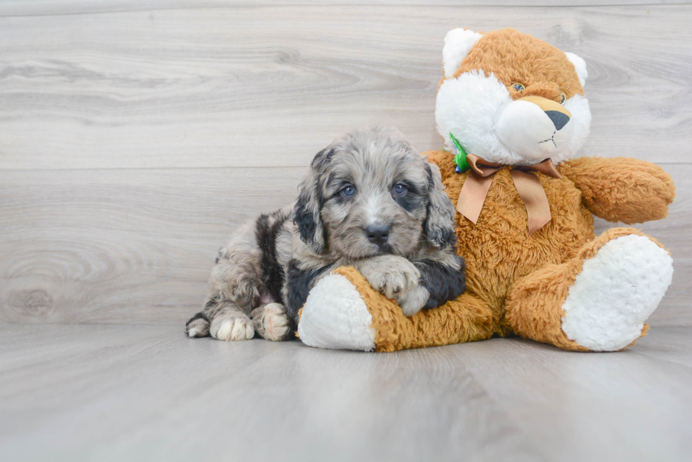 Mini Bernedoodle Pup Being Cute