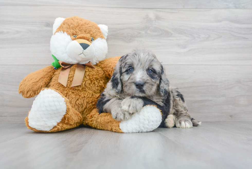 Mini Bernedoodle Pup Being Cute