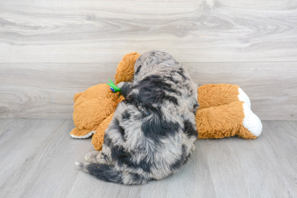 Adorable Bernadoodle Poodle Mix Puppy