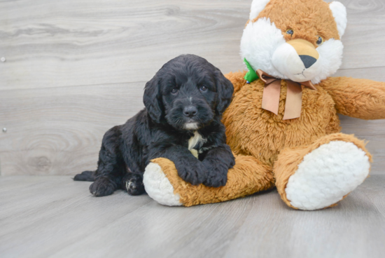 Mini Bernedoodle Puppy for Adoption