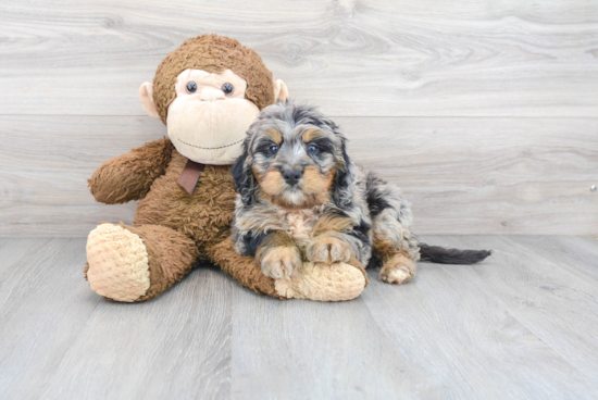 Friendly Mini Bernedoodle Baby