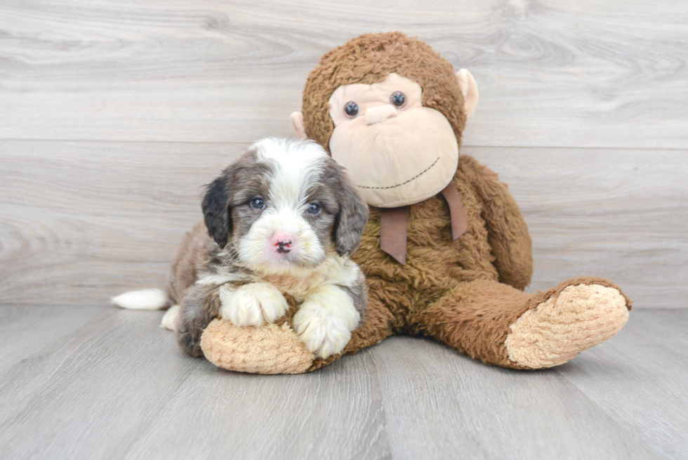 Popular Mini Bernedoodle Poodle Mix Pup